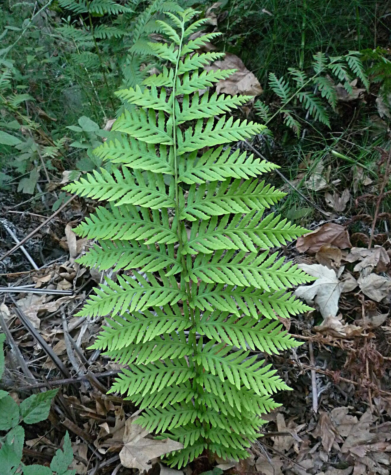 High Resolution Woodwardia fimbriata Leaf